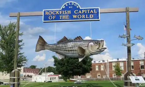 Discover Weldon, NC—the Rockfish Capital of the World—offering premier striped bass fishing and rich history. Shop Sports Graphic Tees Online
