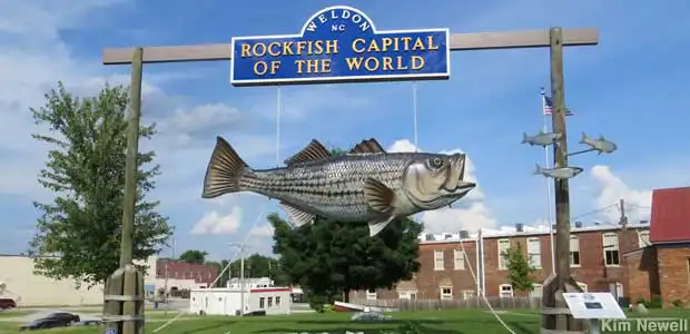 Discover Weldon, NC—the Rockfish Capital of the World—offering premier striped bass fishing and rich history. Shop Sports Graphic Tees Online
