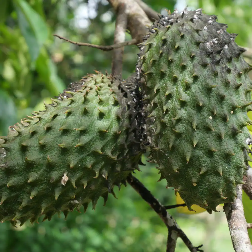 Soursop fruit rich in antioxidants linked to cancer prevention
