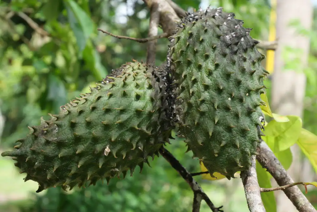 Soursop fruit rich in antioxidants linked to cancer prevention