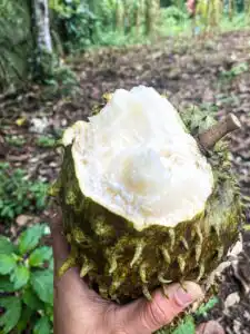 Fresh soursop fruit with white pulp and green spiky skin