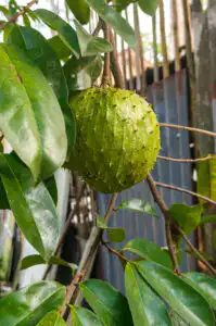 Graviola fruit known for anti-cancer properties and immune support