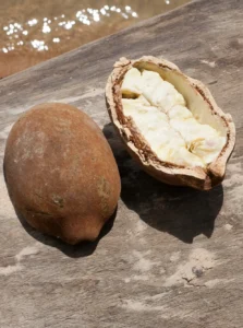 Cupuaçu fruit rich in antioxidants linked to cancer prevention Open